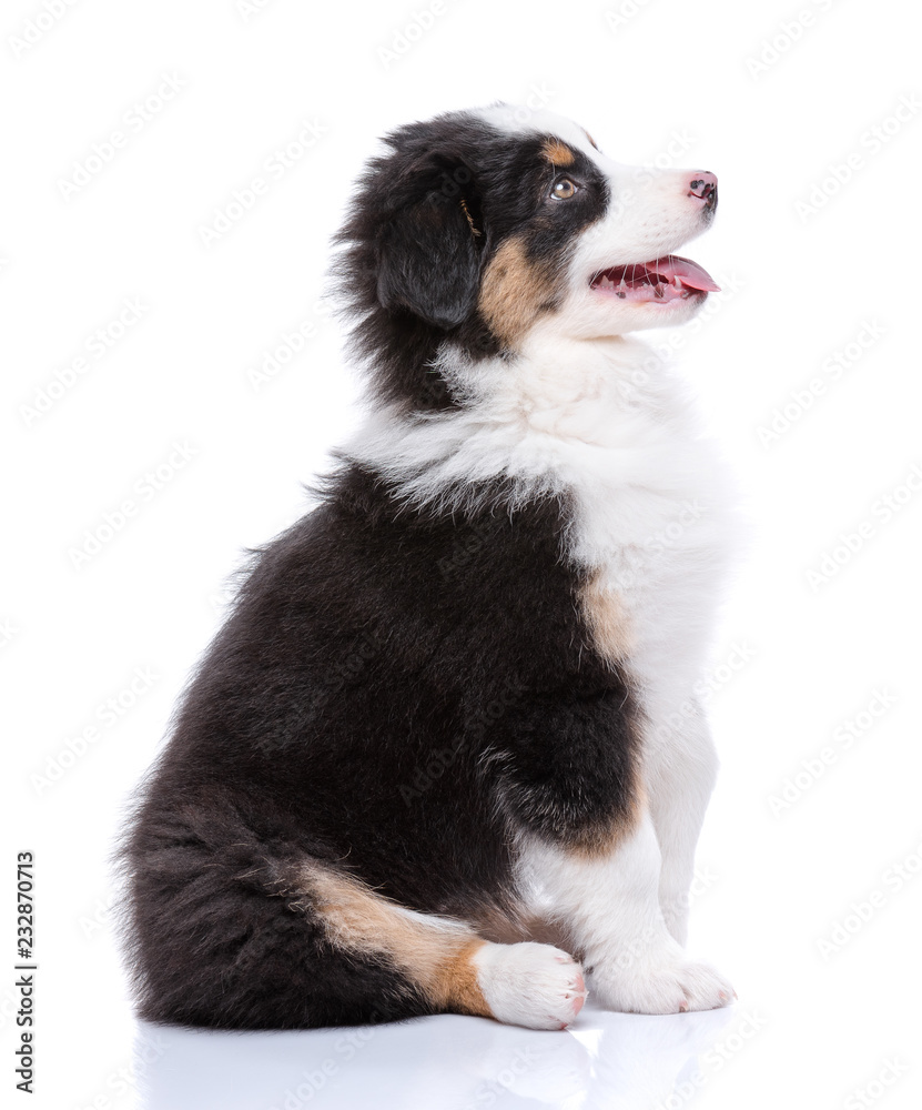 Beautiful happy Australian shepherd puppy dog is sitting and looking upward, isolated on white background