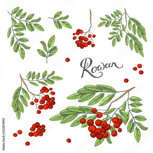 Vector hand drawn floral colorful autumn set with rowan berries and green leaves on a white background