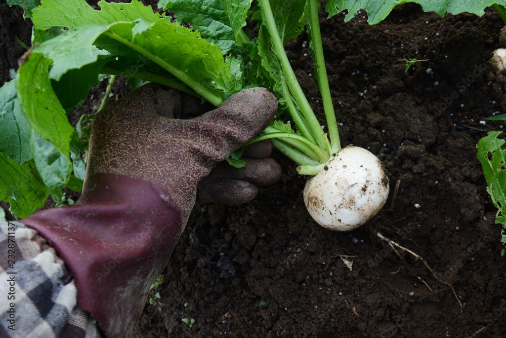Harvest of turnip / Kitchen garden Harvest of turnip / Kitchen garden