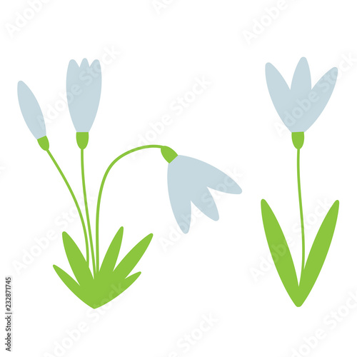 Snowdrops flowers isolated on the white background. Vector illustration.