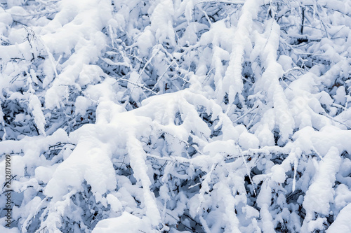 Snow covered tree branches in winter. Natural texture and background, copy space