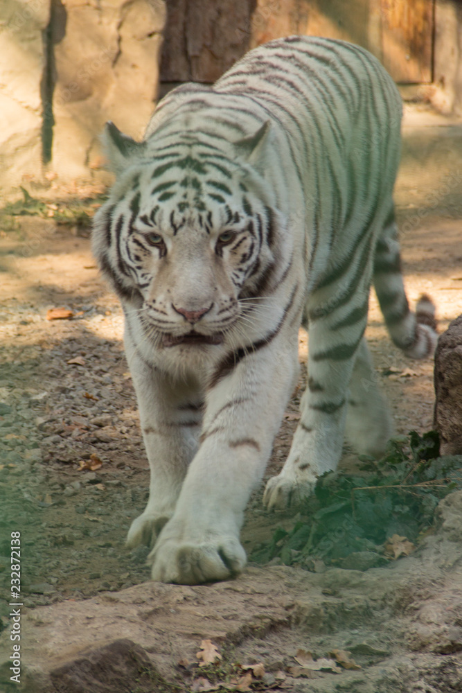 Walking white tiger over nature background with shade