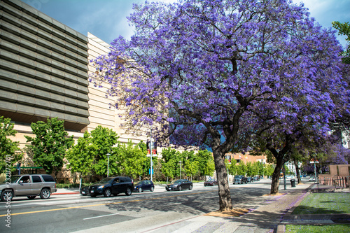 jaracandas in  los angeles
