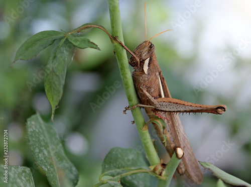 Brown grasshopper on branch of rose bush