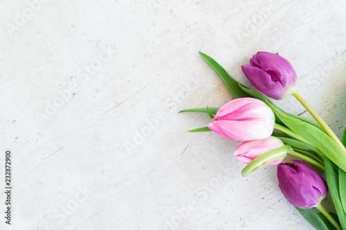 Pink and violet fresh tulip flowers on gray background with copy space