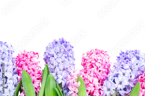 Fototapeta Naklejka Na Ścianę i Meble -  Hyacinth blue and pink fresh flowers row isolated on white background