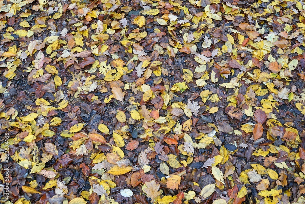 Herbstlaub Herbstlaub