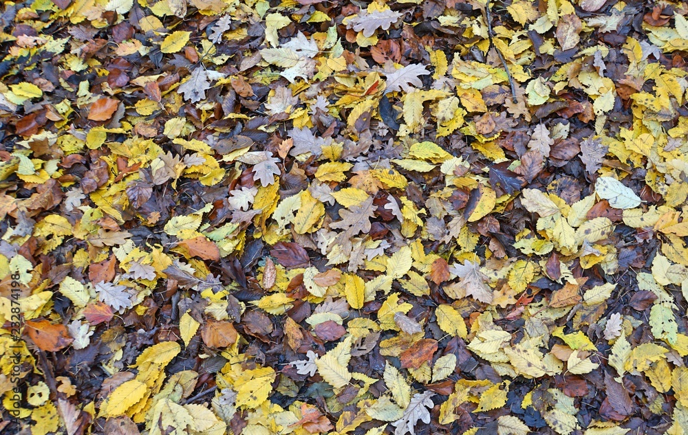 Herbstlaub Herbstlaub