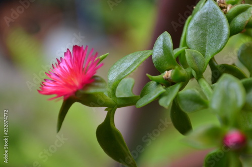 flor en el jardin