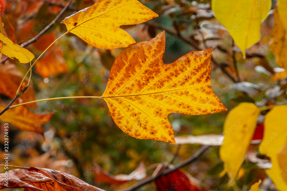 Obraz premium Golden, and yellow leaves of a tulip tree Liriodendron tulipifera in soft focus. Nature concept for design