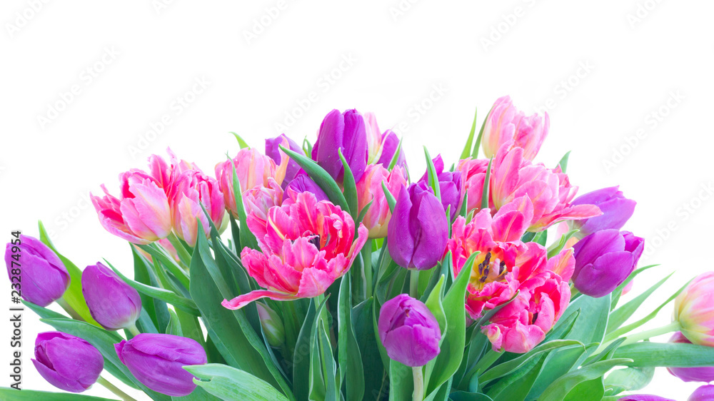 Pink and violet fresh tulip flowers border isolated on white background
