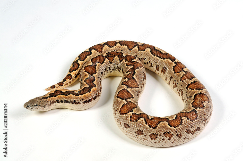 Fototapeta premium Gefleckte Sandboa (Gongylophis conicus) - rough-scaled sand boa