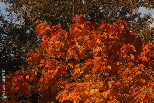 autumn red maple leaves 