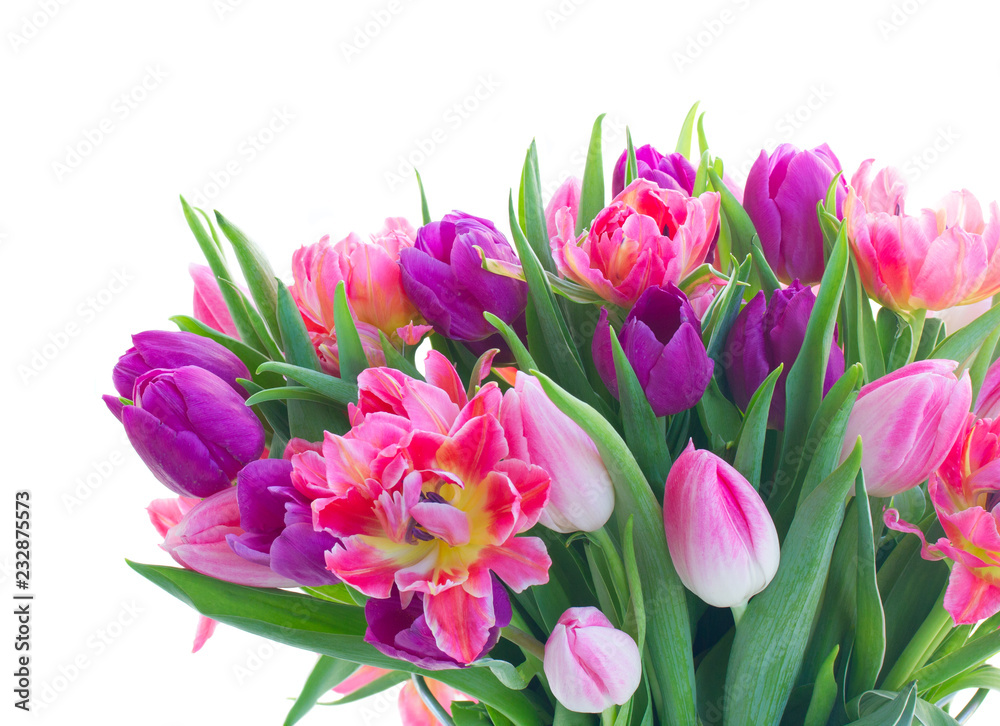 Pink and violet tulip flowers isolated on white background