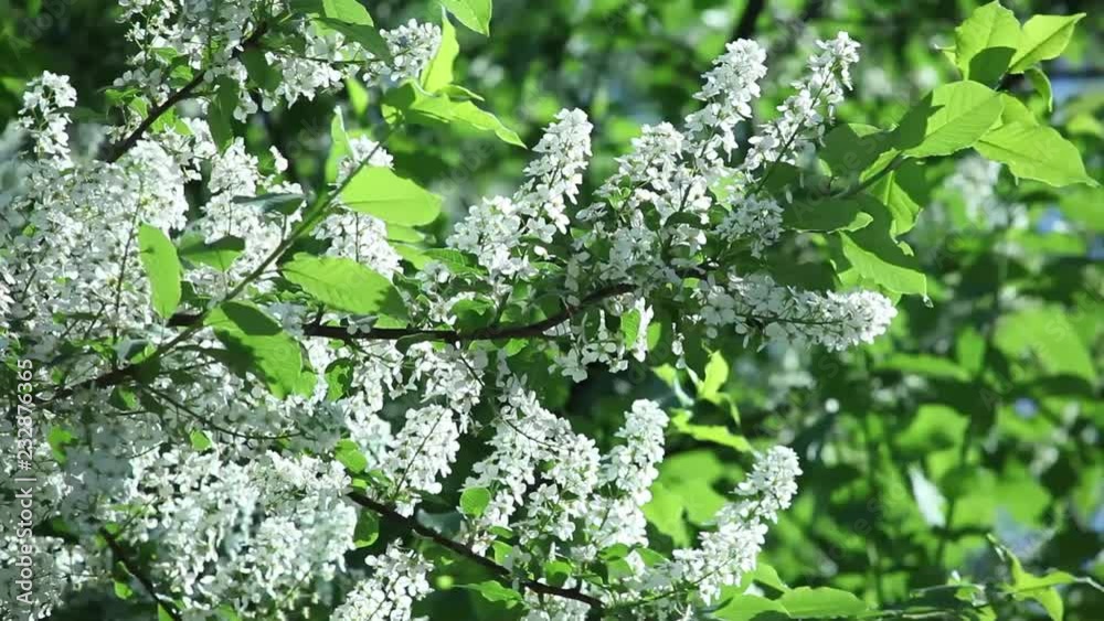 Prunus padus, cherry blossoms in spring with white flowers with green fresh leaves Prunus padus, cherry blossoms in spring with white flowers with green fresh leaves