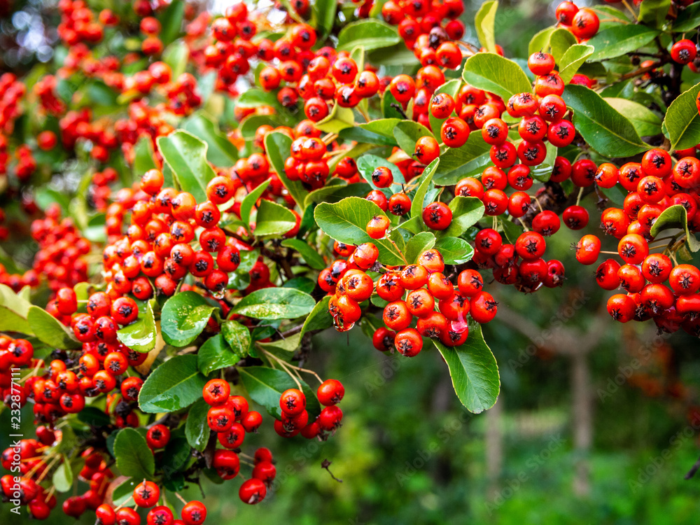 Obraz premium red berries on bush with rain drops