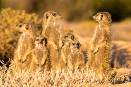 Meerkats in the morning