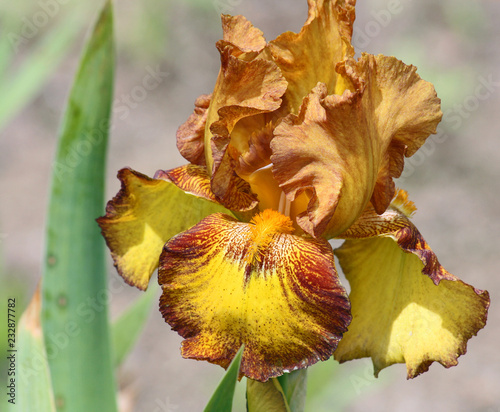Iris in yellow and brown
