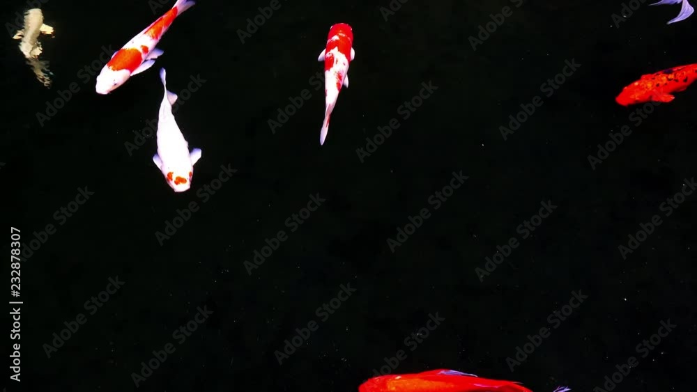 Animals Koi, Fancy carps fish are swimming in water