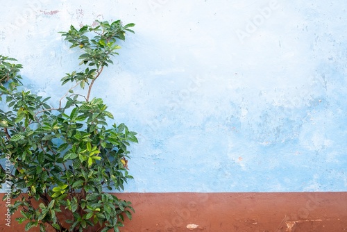 Isolated green plant on blue wall background