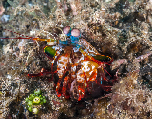 Odontodactylus scyllarus, peacock mantis shrimp