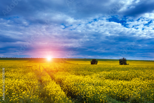 Canola field, landscape on a background of clouds. Canola biofuel at sunset.