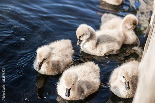 swan black nature photo