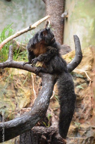 White-faced Saki Monkey