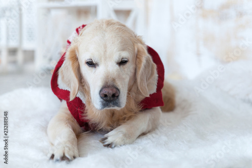 Adorable Golden Retriever Dog Wearing in Red Coat Nap on White Scandinavian Textile Decorative Coat in House or Hotel. Pets care friendly concept.