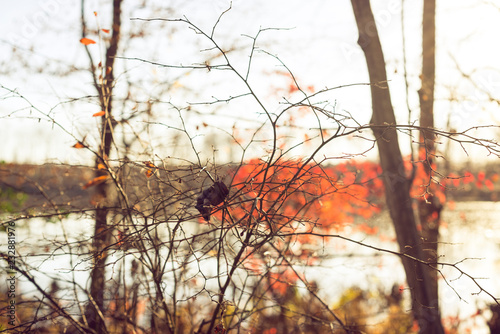 A single dried leaf trapped in tiny branches beside a lake against a blurred background of red glowing leaves 