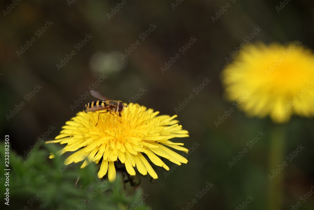 bee on dandelion bee on dandelion
