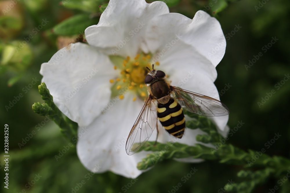 bee on white flower