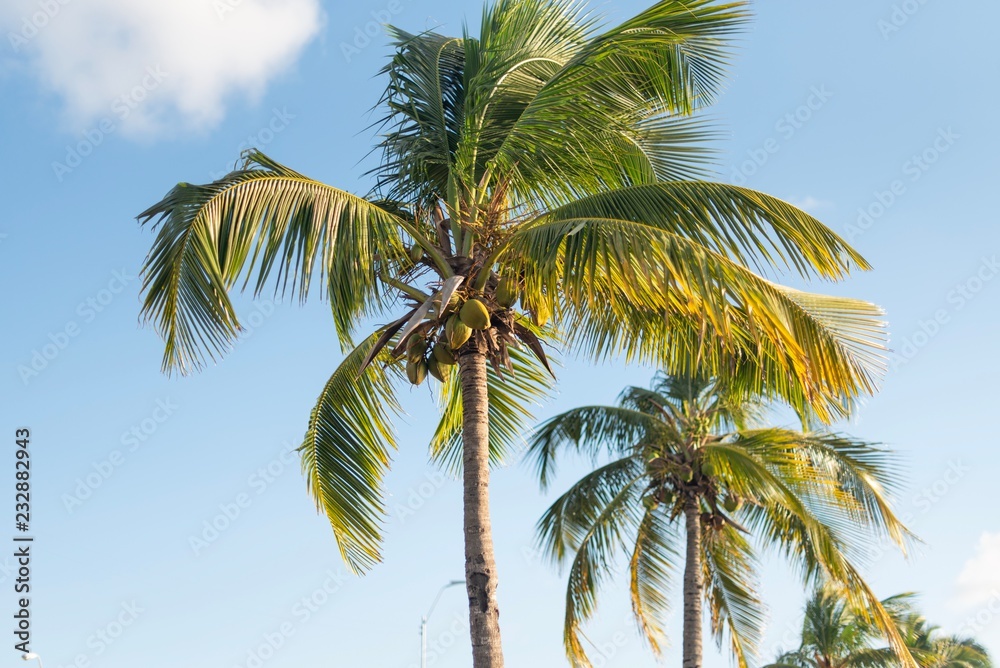 Row of beautiful coconuts palm trees with blue sky Row of beautiful coconuts palm trees with blue sky