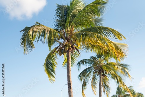 Row of beautiful coconuts palm trees with blue sky
