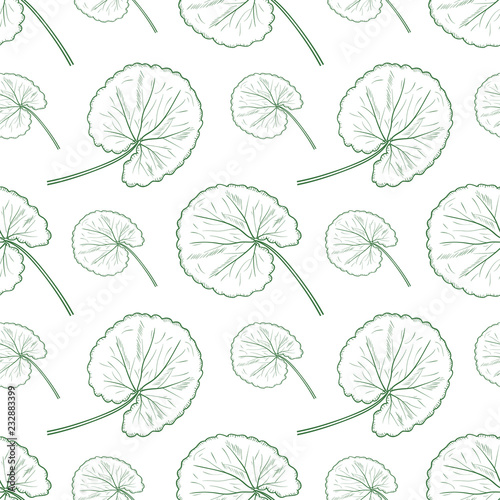 Gotu kola. Leaves. Background, wallpaper, seamless. Sketch. Monochrome.