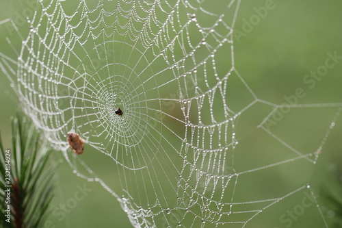 web