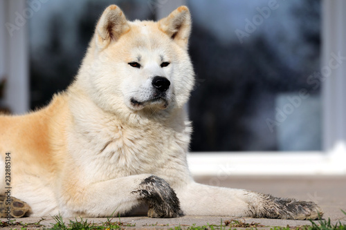 Portrait of beautiful three years old akita inu dog outdoors photo