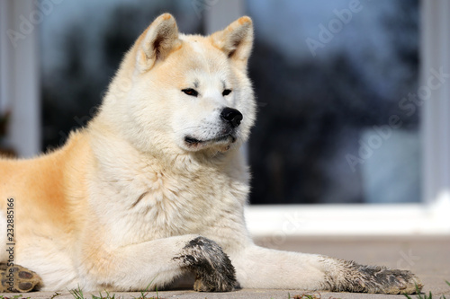 Portrait of beautiful three years old akita inu dog outdoors