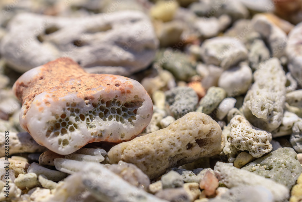 Macro pattern from pieces of sinks and corals on the beach Macro pattern from pieces of sinks and corals on the beach