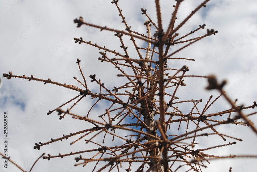 Fototapeta premium branches of a tree