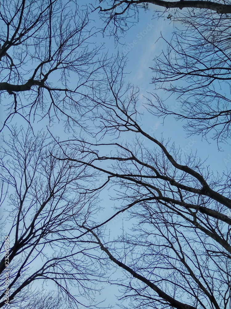branches of a tree against blue sky in autumn or winter branches of a tree against blue sky in autumn or winter