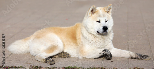 Portrait of beautiful three years old akita inu dog outdoors photo