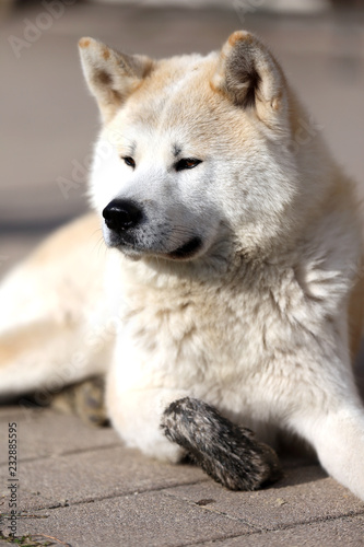  Outdoor close up portrait of an akita dog or akita inu japanese akita