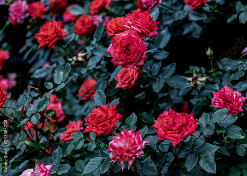 Red roses on leaves background