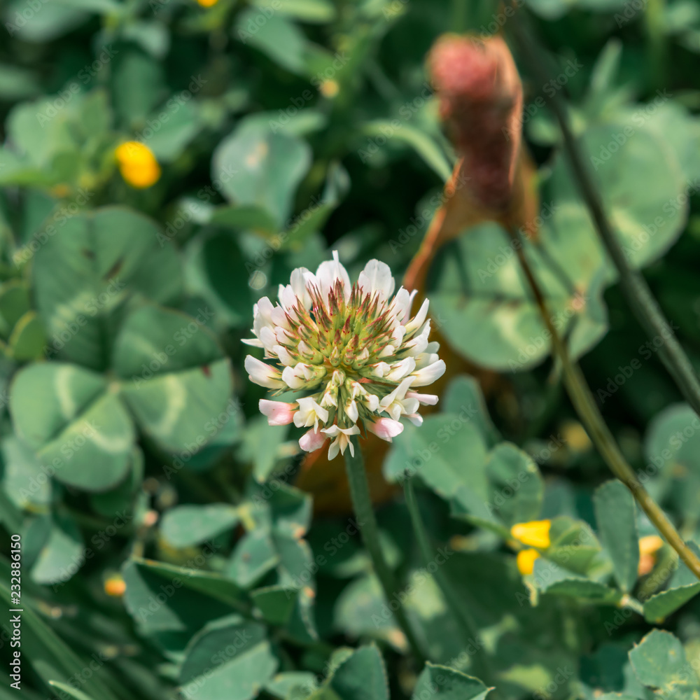 White flower on green natural background White flower on green natural background
