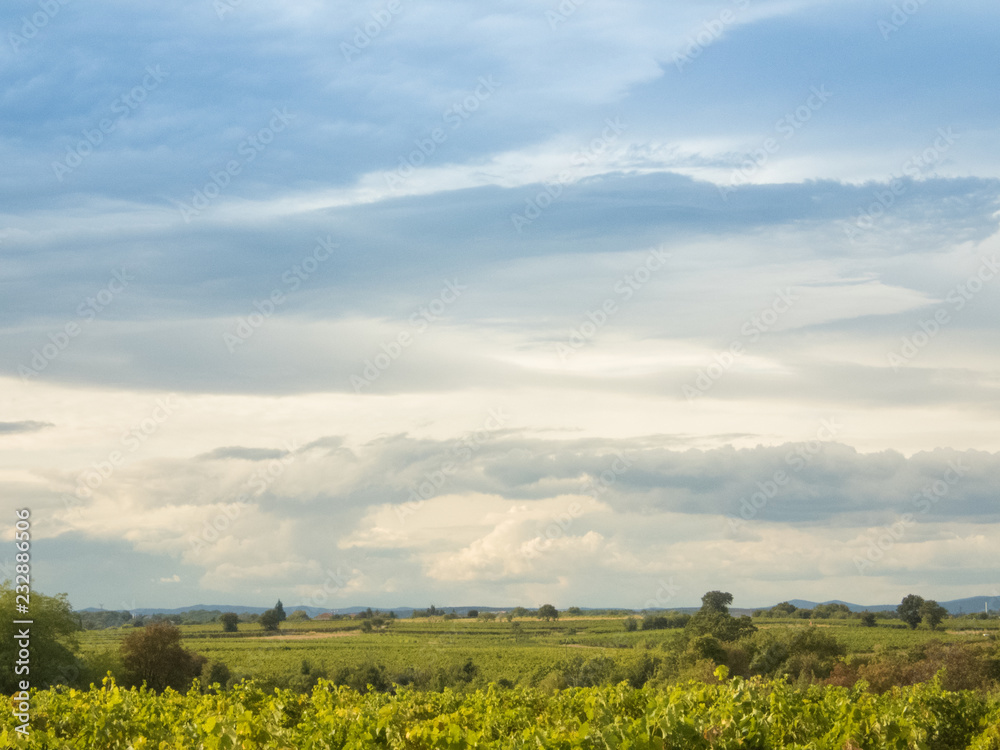 Fototapeta premium Vineyard landscape with a cloudy sky