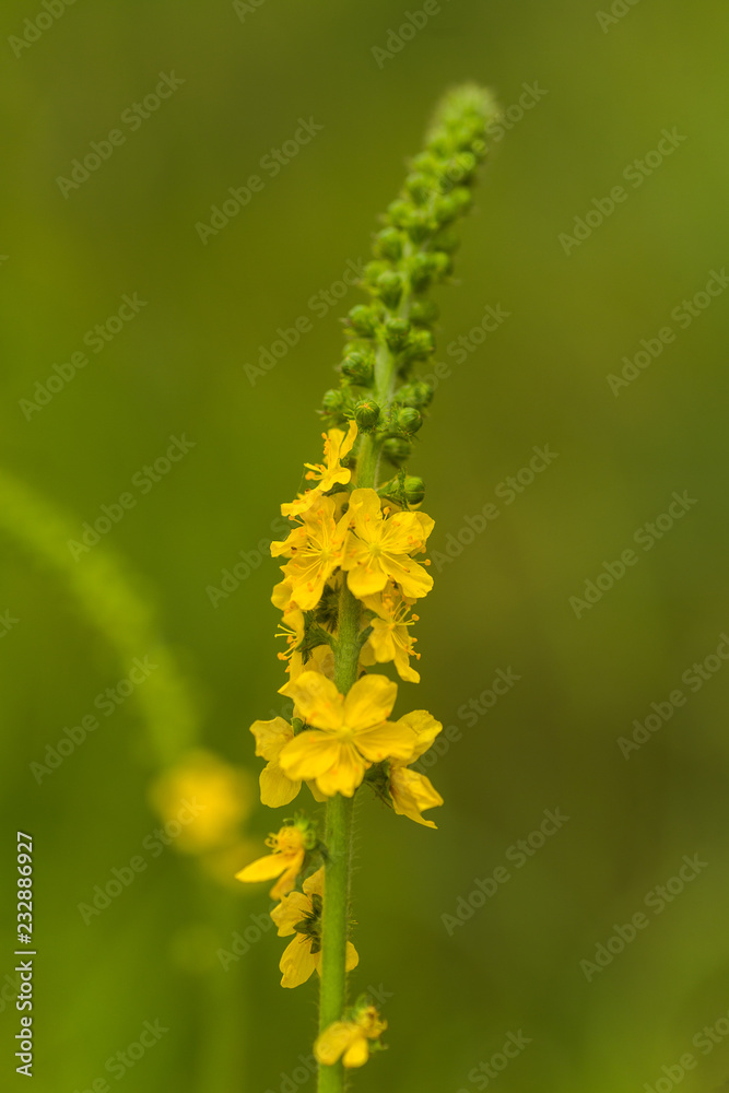 Obraz premium Agrimonia eupatoria, common agrimony, church steeples or sticklewort yellow flower from a multitude of inflorescences close-up.