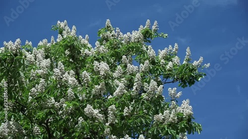 chestnut flowers on tree branches against a blue sky on a sunny day photo