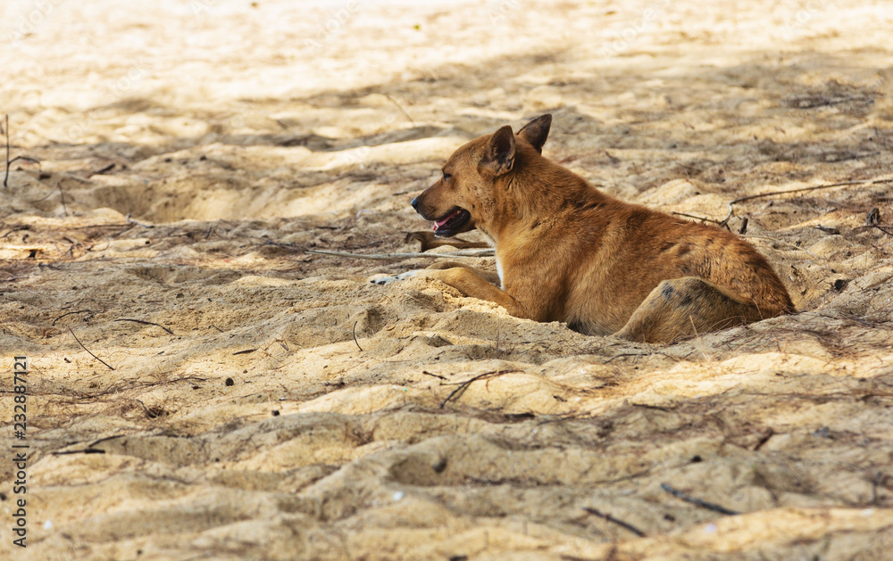 Dog on a tropical beach Dog on a tropical beach