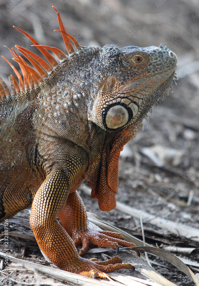 Fototapeta premium American Iguana in South Florida